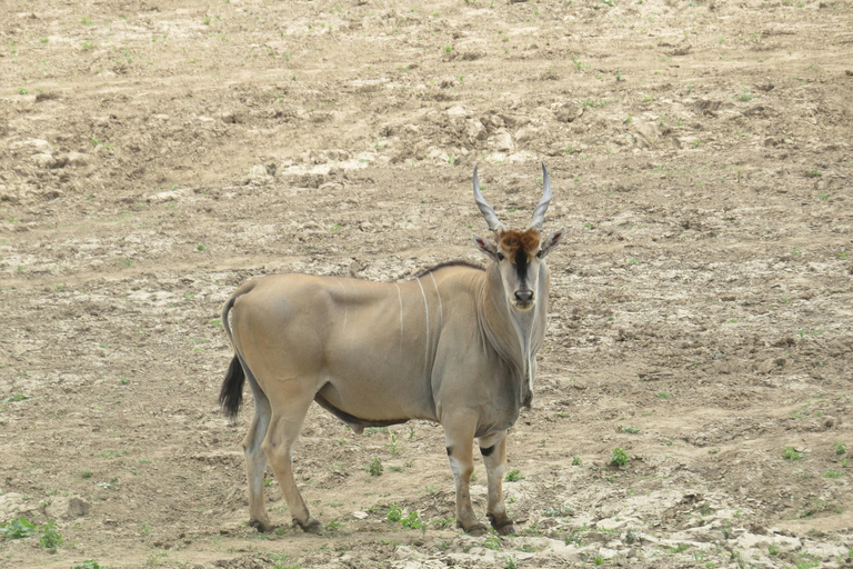 Safari de 3 dias e 2 noites em Tsavo East a partir de Nairobi