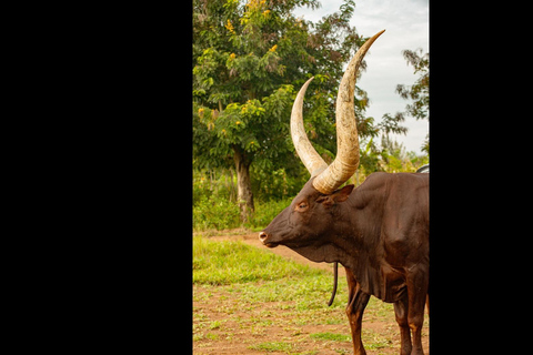 From Kigali: Bugesera Farm Stay with Guided Tour