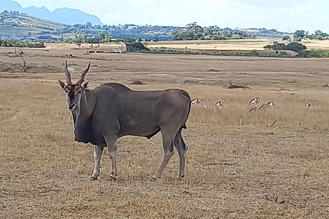 Kapsztad: Safari i całodniowa wycieczka do Winelands