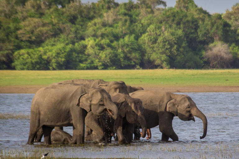 Minneriya National Park Jeep Safari