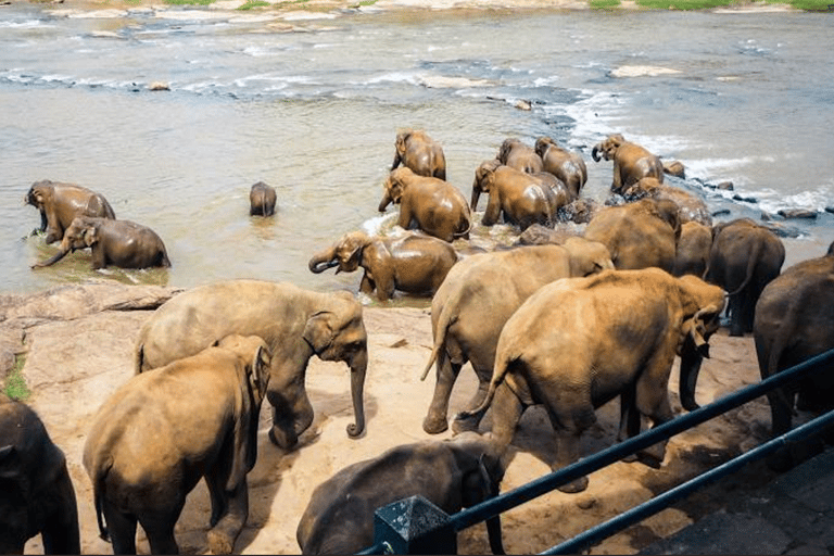 From Colombo:Elephant Orphanage,Ambuluwawa & Tea Museum Tour