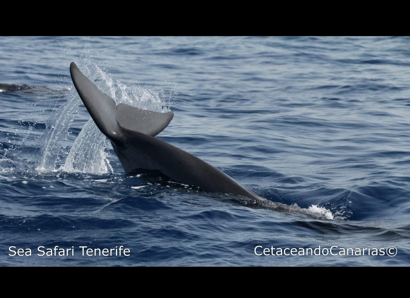 Puerto Colon: Speedbådscruise med delfin- og hvalsafari