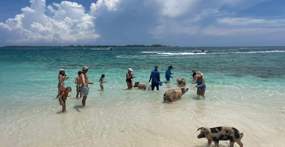 Nassau: Reef, Shipwreck, Sea Turtles & Swimming Pigs Tour