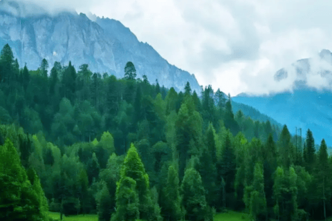 Sichuan: Mount Qingcheng Ticket, PDF & Concierge