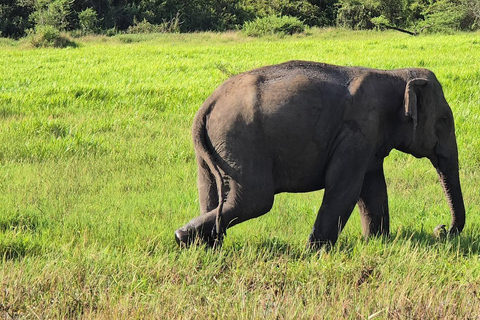 From Sigiriya: Wasgamuwa Wildlife Safari Tour