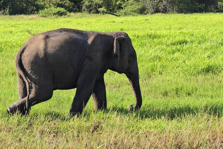 From Sigiriya: Wasgamuwa Wildlife Safari Tour