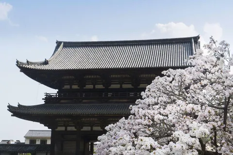La bellezza dei ciliegi in fiore di Kyoto: Una passeggiata di 4 ore tra i sakura