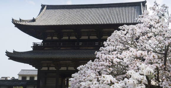 Kyoto&#39;s Cherry Blossom Beauty: A 4-Hour Sakura Stroll