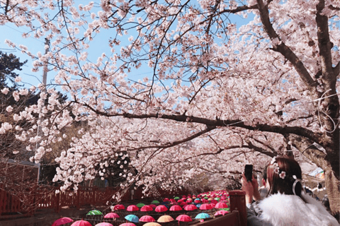 Seoul/Busan: Jinhae Cherry Blossom Festival Shuttle Bus From Seoul - Group Tour, meet at Dongdaemun (DDP)