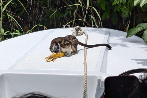 Panama City: Małpia Wyspa i rejs wycieczkowy po jeziorze Gatun