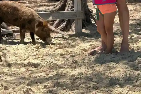 Eleuthera Adventure: Swings, Pigs, and Reefs