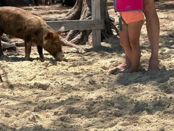 Eleuthera Adventure: Swings, Pigs, and Reefs