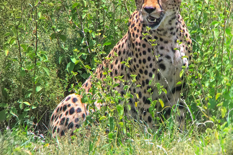 14-daagse Oost-Afrikaanse safari met strandverlenging