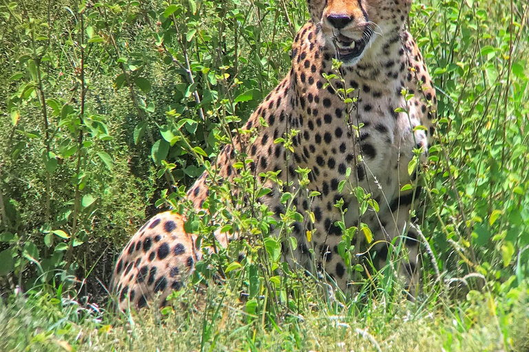 14-daagse Oost-Afrikaanse safari met strandverlenging