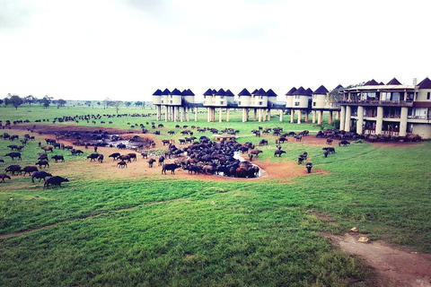 Salt Lick Safari Lodge: tour di 2 giorni da Nairobi o MombasaNairobi o Mombasa: tour di 2 giorni al Salt Lick Safari Lodge