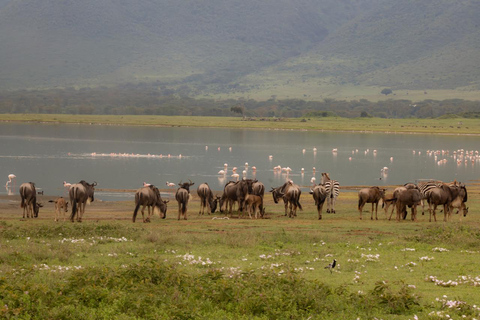 Arusha: 4 Days Private Safari Ngorongoro, Serengeti &Manyara