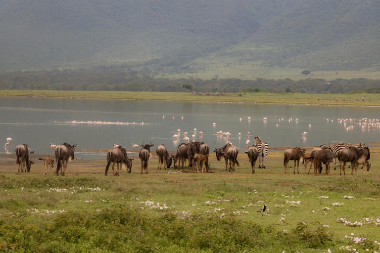 Arusha: 4 Days Private Safari Ngorongoro, Serengeti &Manyara