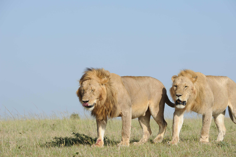 Picnic Breakfast with a Nairobi National Park Safari
