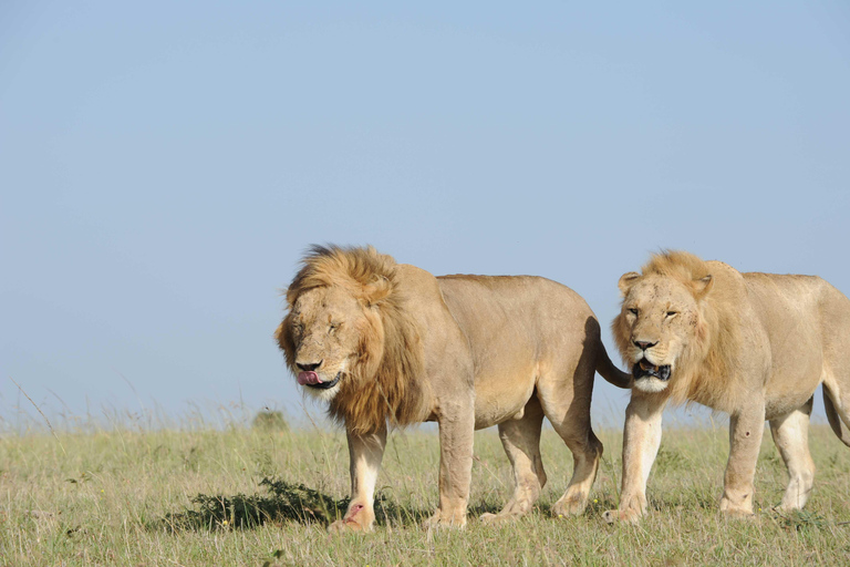 Picnic Breakfast with a Nairobi National Park Safari