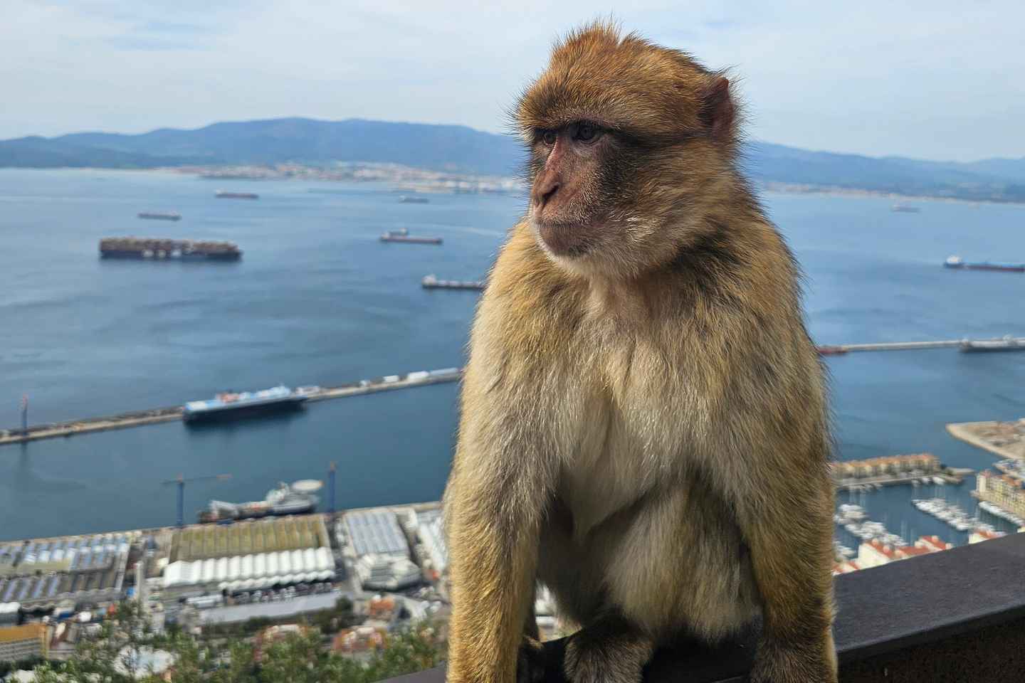 Excursion Privée : Gibraltar et Tanger depuis Séville