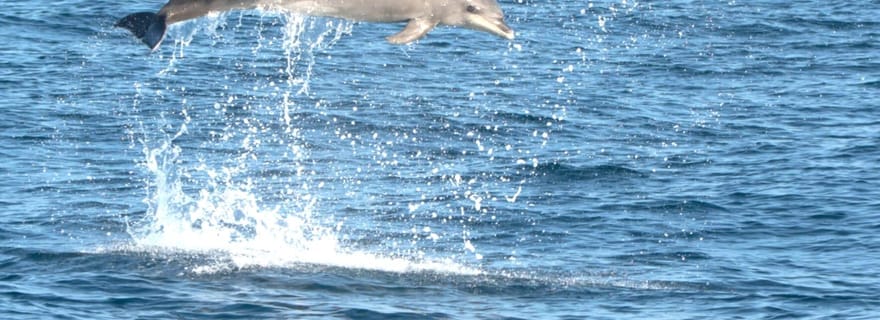 Olbia : Tour en bateau pour l'observation des dauphins et la plongée en apnée près de Figarolo
