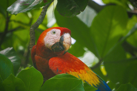 Uvita: Corcovado Rainforest & Wildlife Adventure