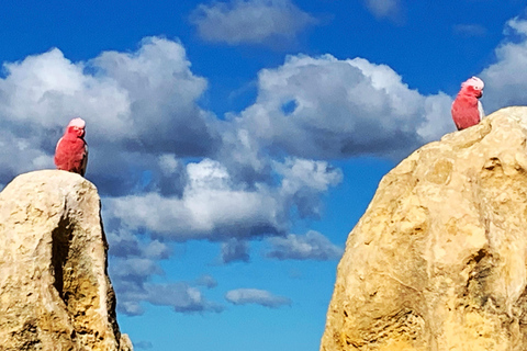 Excursão de um dia ao deserto de Pinnacles