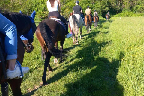 Varese: Horseback Riding through Woodlands and Meadows with Lunch in Fagnano Olona Lunch