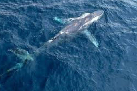 Puerto Plata: Whale Watching & Bacardi Island Day Trip