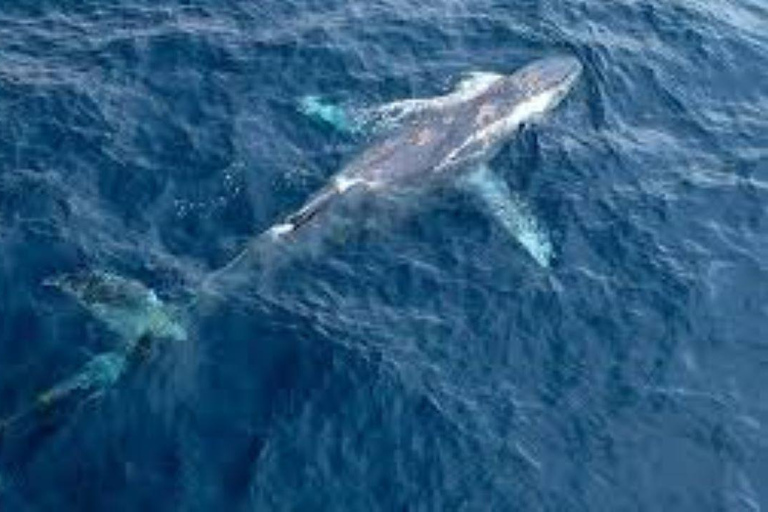 Puerto Plata: Whale Watching & Bacardi Island Day Trip