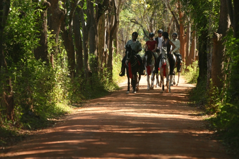 Halve dag paardrijden in Dambulla