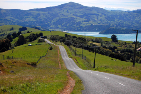 Christchurch: Excursión de un día a Akaroa y la península de Banks