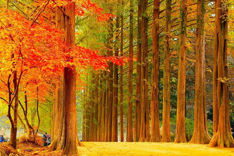 Seoul: Private Luxury Scenic Escape | Beyond Nami Island