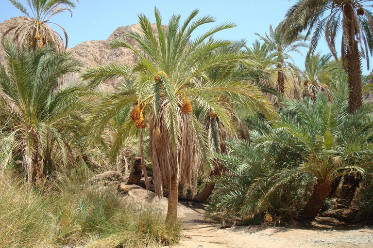 Sharm: 3 Pools Dahab Tour, Quad, Camel, Red Canyon & Lunch 3 Pools Tour, Camel, Red Canyon included Lunch