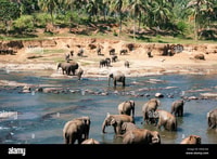 De Colombo, Kandy, Pinnawala et l'usine de thé Voyage d'une journée complète - Hizvo
