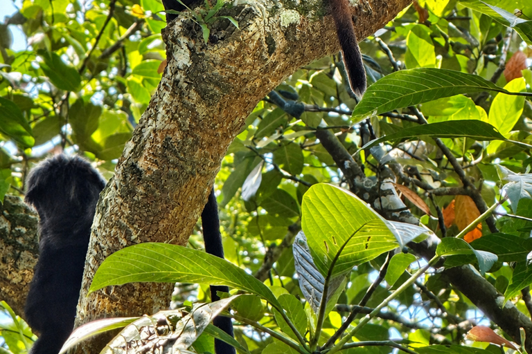 Lombok: Black Langur, Rice Fields & Sarang Walet Falls Sukarara, Black Langur, Rice Fields & Sarang Walet Falls