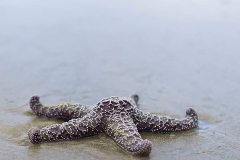 Jozani-skogen, havssköldpaddor, Blå lagunen, sjöstjärnor och The Rock