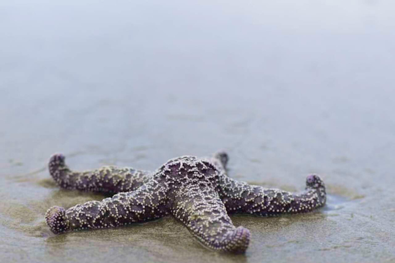Jozani-skogen, havssköldpaddor, Blå lagunen, sjöstjärnor och The Rock