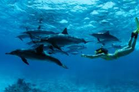Salalah: Swimming with Dolphins with Lunch &amp; Pick up