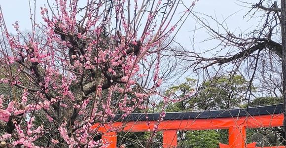 Kyoto: Hidden Cherry Blossom Tour with Shrine & Zen Garden