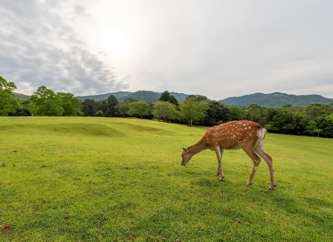 Fra Osaka/Kyoto: Kyoto og Nara 1-dags guidet tur