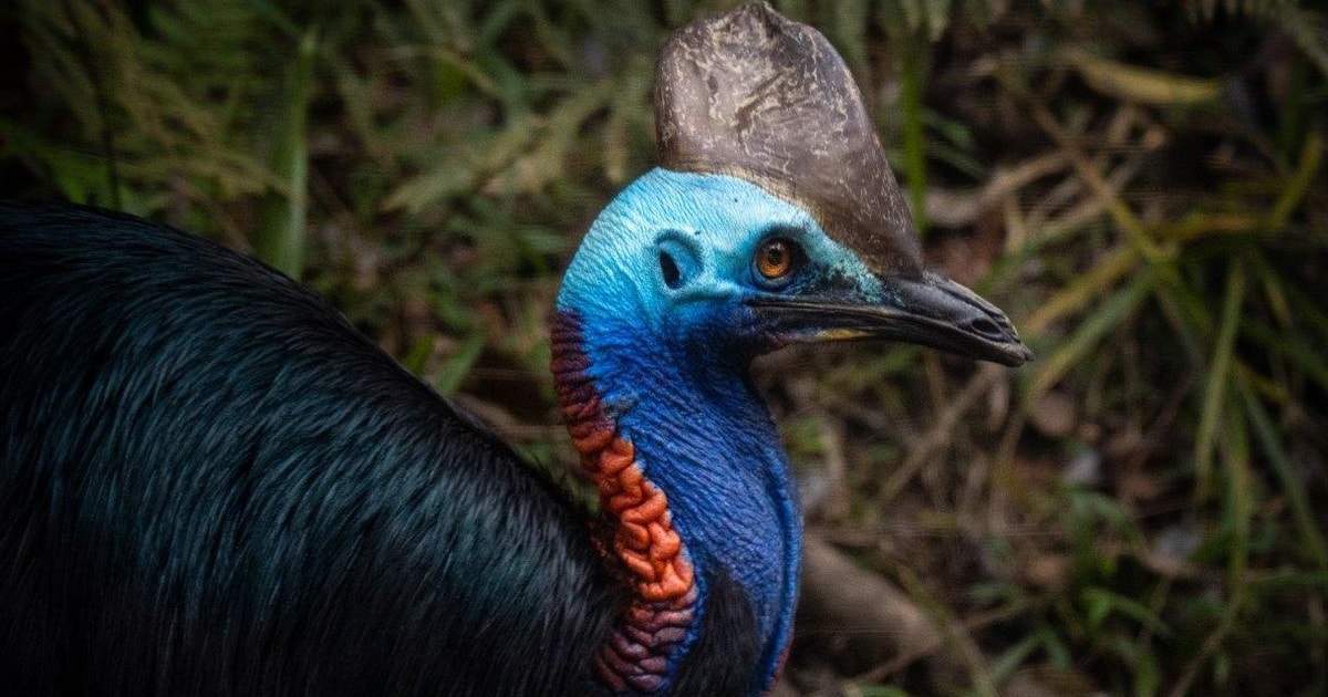 Daintree Rainforest Австралия