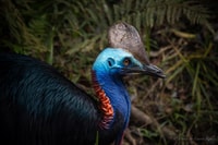 Port Douglas, Daintree Rainforest and Mossman Gorge Tour - Housity