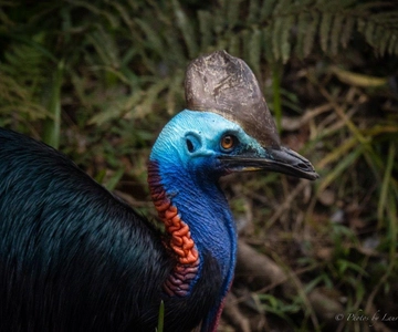Port Douglas: Daintree Rainforest and Mossman Gorge Tour