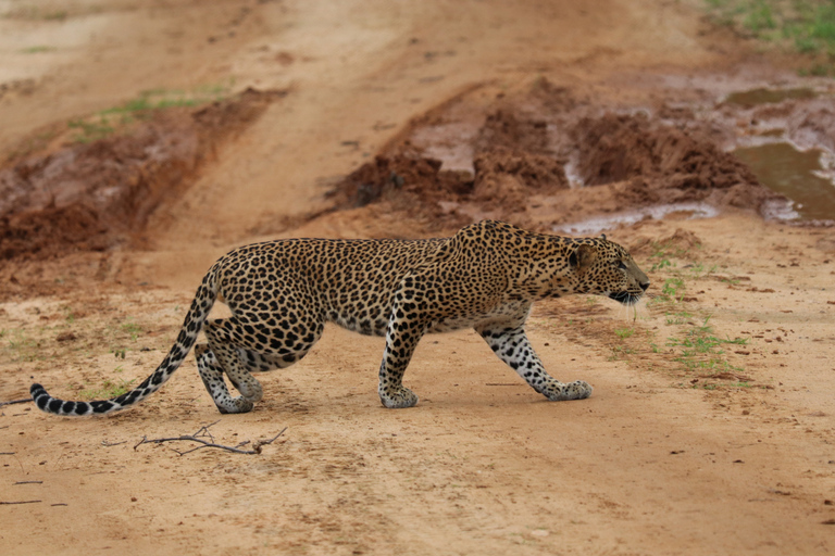Colombo: 4-day Sri Lanka Full Circle Tour with East Coast Sri Lanka Full Circle 4-day Tour with East Coast