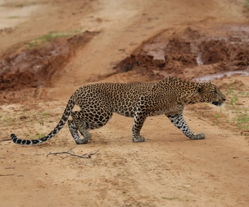 Colombo: tour completo dello Sri Lanka di 4 giorni con costa orientale