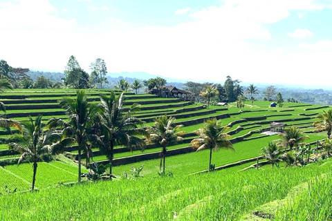 Bali: visite du site de Mengwi Taman Ayun et de la forêt des singes de SangehBali: visite du site de Mengw Taman Ayun et de la forêt des singes de Sangeh