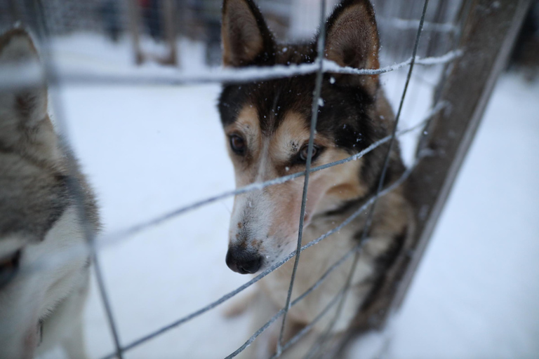 Reindeers, Husky and Santa Claus Village summer combo tour