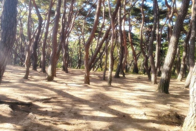 Gyeongju, The UNESCO city as origin of Korea Private tour Gyeongju: UNESCO Heritage Private Van Tour