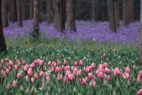Outdoor Fun in Shanghai: Dongping Park Entry for 2-Person